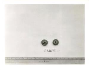 Click for 1 image(s) for this accession. FRUIT